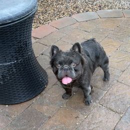 Diablo - French Bulldog