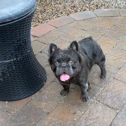 Diablo - French Bulldog