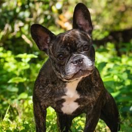 Charlie - French Bulldog