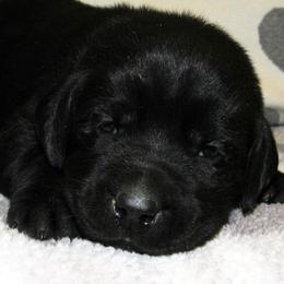 Cavalier King Charles Spaniel and Labrador Retriever Puppies from Camden's Caring Canines