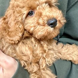 Hershey - Red  Poodle puppy in Martinsburg, Pennsylvania from Susan's Poodles Plus