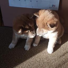 Shiba Inu Puppies from Avalon/Amaterasu-Omikami Sou