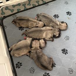 Pug Puppies from RD Pugs