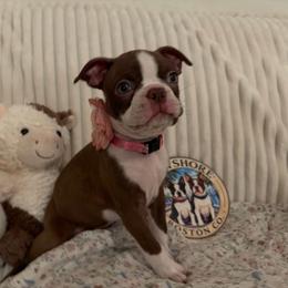 Ember - Red female Boston Terrier puppy in Tampa, Florida from Bayshore Boston Terrier’s