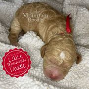 Australian Labradoodle, Double Doodle, Goldendoodle, and Labradoodle Puppies from Lake Mountain Doodle