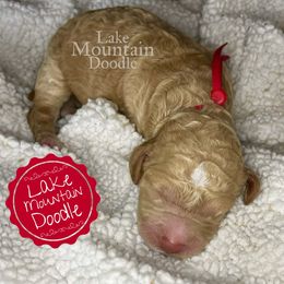 Australian Labradoodle, Double Doodle, Goldendoodle, and Labradoodle Puppies from Lake Mountain Doodle