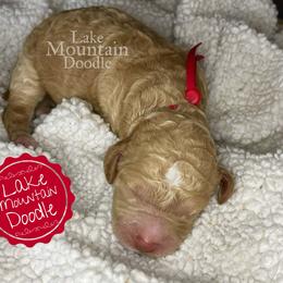 Australian Labradoodle, Double Doodle, Goldendoodle, and Labradoodle Puppies from Lake Mountain Doodle