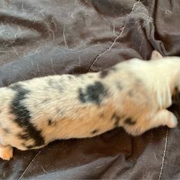 Boy 3 - Blue merle male Australian Shepherd puppy in Brownfield, Maine from Misty Feather Aussies