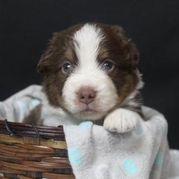 Owen - Red tri-color male Miniature American Shepherd puppy in Lewistown, Ohio from Maple Lane Miniature American Shepherd
