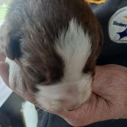 Yellow Collar - Red & white female Australian Shepherd puppy in Selma, North Carolina from Eon's Aussies