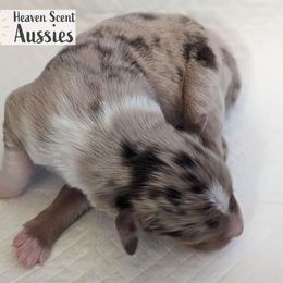 Robin - Red merle Australian Shepherd puppy in Grand Island, Nebraska from Heaven Scent Aussies