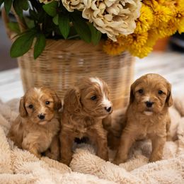 Cavapoo Puppies from Curly Q Cavapoos