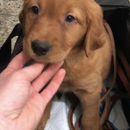 Golden Retriever Puppies from Rocky Mountain Field Goldens