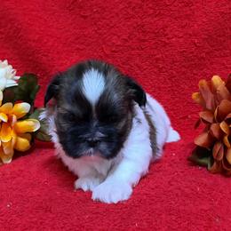 Brindle Spot Boy - Brindle and white male Shih Tzu puppy in Vinita, Oklahoma from Locust Creek Shih Tzu & Havanese