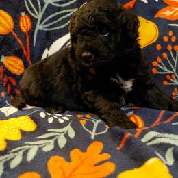 Jordon - Black male Goldendoodle puppy in Lewistown, Pennsylvania from Southern Star Goldendoodles