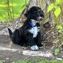 Portuguese Water Dog Puppies from Yellowstone Porties