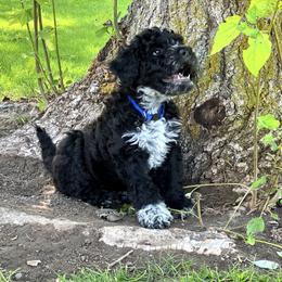 Portuguese Water Dog Puppies from Yellowstone Porties
