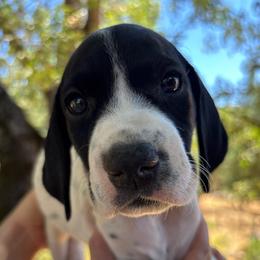 Thyme - light pink - Black and white female German Shorthaired Pointer puppy in Mokelumne Hill, California from Underhill GSP