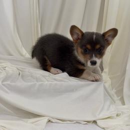Leo - Blue male Pembroke Welsh Corgi puppy in Hinton, Oklahoma from Corgi Farms