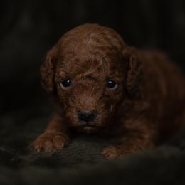 Cesar - Red male Cavapoo puppy in Kalamazoo, Michigan from Sleeping Bear Kennels
