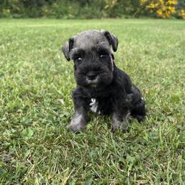 Pepper - Salt and pepper female Miniature Schnauzer puppy in Maynard, Minnesota from Linda Maus