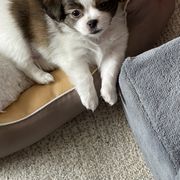 Mi-Ki Puppies from Magical Mi-Kis