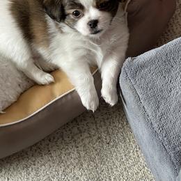 Mi-Ki Puppies from Magical Mi-Kis