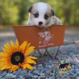 Biscuit - Red male Pembroke Welsh Corgi puppy in Cameron, North Carolina from Butts Family Corgis
