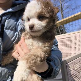 Pearl - White and chocolate female Chinese Crested puppy in Frederick, Maryland from Lovable Cresteds