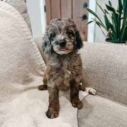 Garnet - Blue merle male Aussiedoodle puppy in Tryon, North Carolina from Melrose Mountain Farm