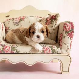 Cavalier King Charles Spaniel Puppies from Katy Cavaliers