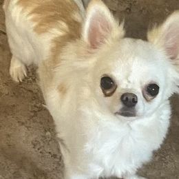 Chihuahuas from Lisa's Chihuahuas
