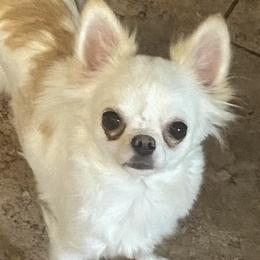 Chihuahuas from Lisa's Chihuahuas