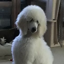 Poodles from Dreamers Poodles