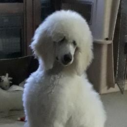Poodles from Dreamers Poodles