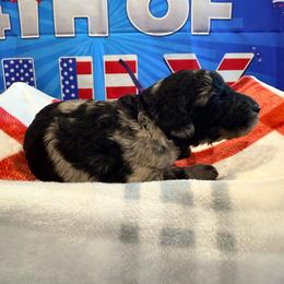 Curaçao - Merle female Goldendoodle puppy in Houston, Texas from Were The Mack'Doodles