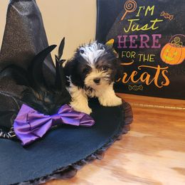 Male 2 - Brindle and white male Shihpoo puppy in North Dinwiddie, Virginia from Pups Furever