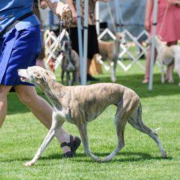 Zuma - Whippet