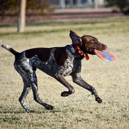 "Fish- A Litter: Conformation, AKC hunt tests, dock diving, disc, fastcat " German Shorthaired Pointer All Grown Up from Kuhl Palmer Kennels