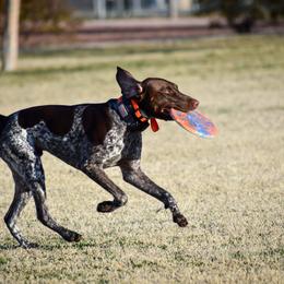 "Fish- A Litter: Conformation, AKC hunt tests, dock diving, disc, fastcat " German Shorthaired Pointer All Grown Up from Kuhl Palmer Kennels