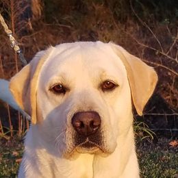 Polar - Labrador Retriever