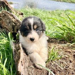 Goose - with tail - Black tri-color female Australian Shepherd puppy in Kentland, Indiana from Pine Grove Aussies
