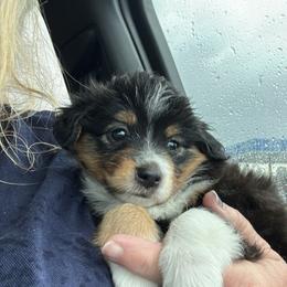 Amour - Black tri female Toy Australian Shepherd puppy in Bridge City, Texas from My Amis AussieDoodles