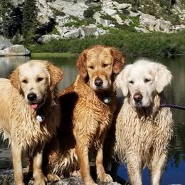 Golden Retrievers from Eirlys (Snowdrop) Retrievers