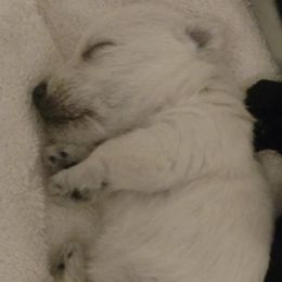 Beautiful female - Wheaten female Scottish Terrier puppy in Oak Harbor, Ohio from Scotland Yard Kennels