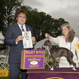 Italian Greyhound All Grown Up from Micci Italian Greyhounds