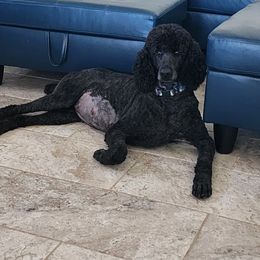 Poodle Puppies from Sharpshooter Standard Poodles