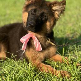 German Shepherd Puppies from Vom Hausgladfel