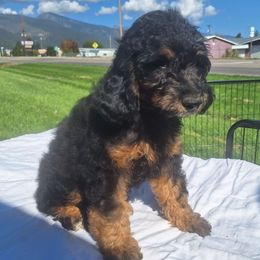 Liberty (Yellow collar) - Phantom female Goldendoodle puppy in Stevensville, Montana from 3 Willows Doodles