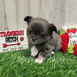 Stetson - Blue and white male Chihuahua puppy in Bowdon, Georgia from Paschal's Pups